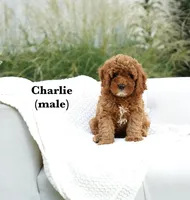 Charlie, a male Cavapoo for sale in Greeneville, TN – 1 of 1
