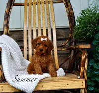 Summer, a female Cavapoo for sale in Greeneville, TN – 1 of 1