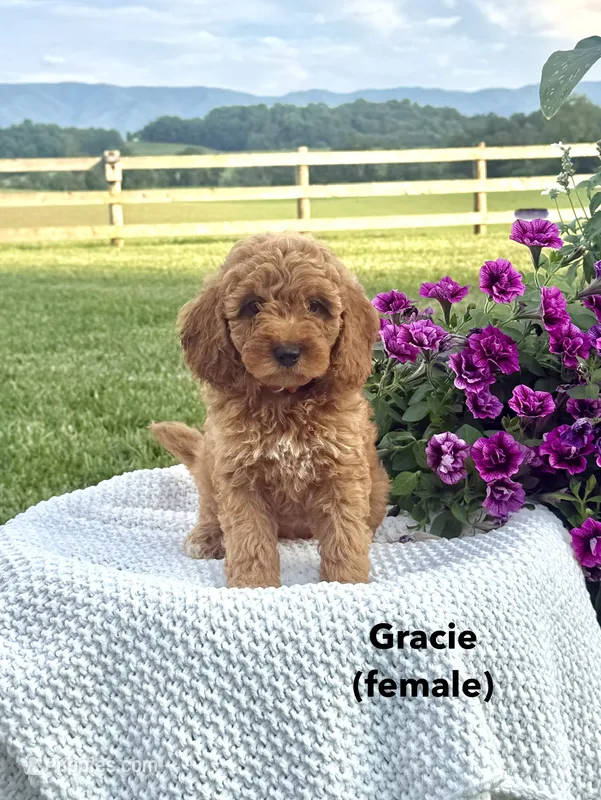 Gracie – Miniature Goldendoodle puppy for sale in Greeneville, TN