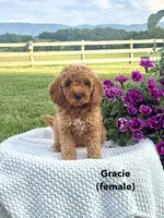 Gracie, a female Miniature Goldendoodle for sale in Greeneville, TN – 1 of 1