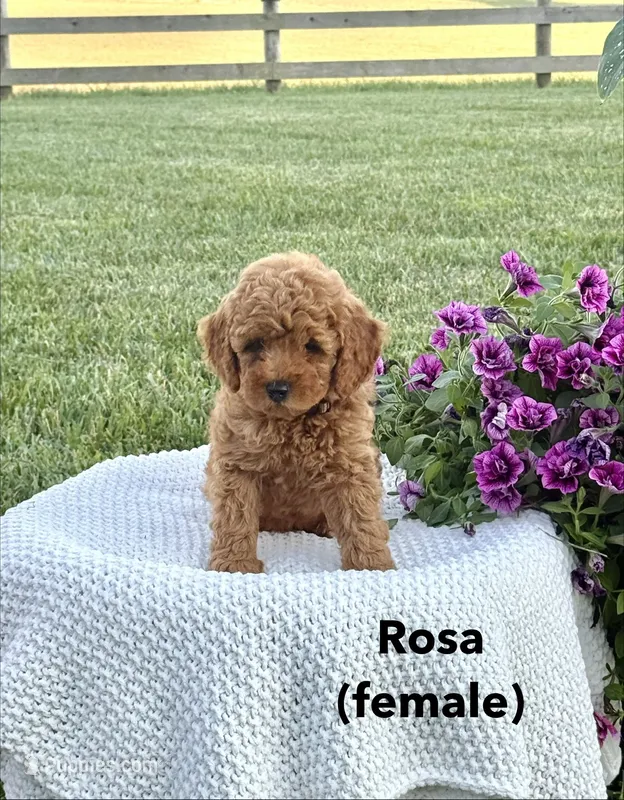 Rosa – Miniature Goldendoodle puppy for sale in Greeneville, TN