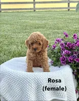 Rosa, a female Miniature Goldendoodle for sale in Greeneville, TN – 1 of 1