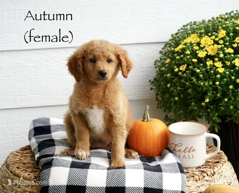 Autumn – Miniature Goldendoodle puppy for sale in Greeneville, TN