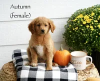 Autumn, a female Miniature Goldendoodle for sale in Greeneville, TN – 1 of 1
