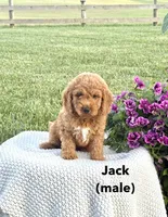 Jack , a male Miniature Goldendoodle for sale in Greeneville, TN – 1 of 1