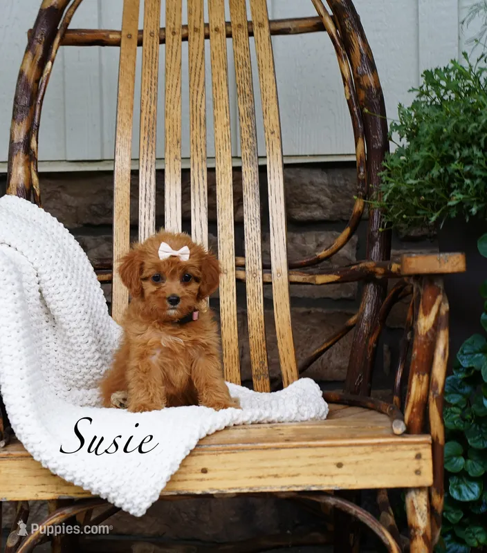 Susie – Cavapoo puppy for sale in Greeneville, TN