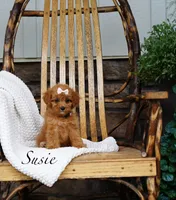 Susie, a female Cavapoo for sale in Greeneville, TN – 1 of 1