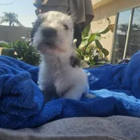 Male, a female Miniature Schnauzer for sale in Shafter, CA – Photo 4 of 5