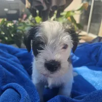 Male, a female Miniature Schnauzer for sale in Shafter, CA – Photo 1 of 5