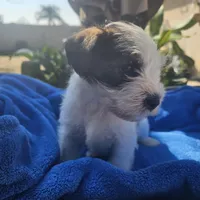 Male, a female Miniature Schnauzer for sale in Shafter, CA – Photo 2 of 5