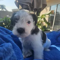 Male, a female Miniature Schnauzer for sale in Shafter, CA – Photo 3 of 5