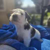 Male, a female Miniature Schnauzer for sale in Shafter, CA – Photo 5 of 5