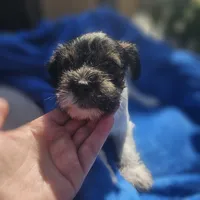 Female, a female Miniature Schnauzer for sale in Shafter, CA – Photo 4 of 5