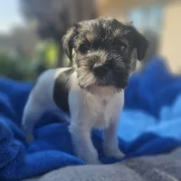 Female, a female Miniature Schnauzer for sale in Shafter, CA – Photo 2 of 5