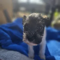 Female, a female Miniature Schnauzer for sale in Shafter, CA – Photo 3 of 5