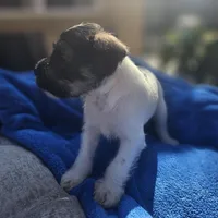 Female, a female Miniature Schnauzer for sale in Shafter, CA – Photo 5 of 5