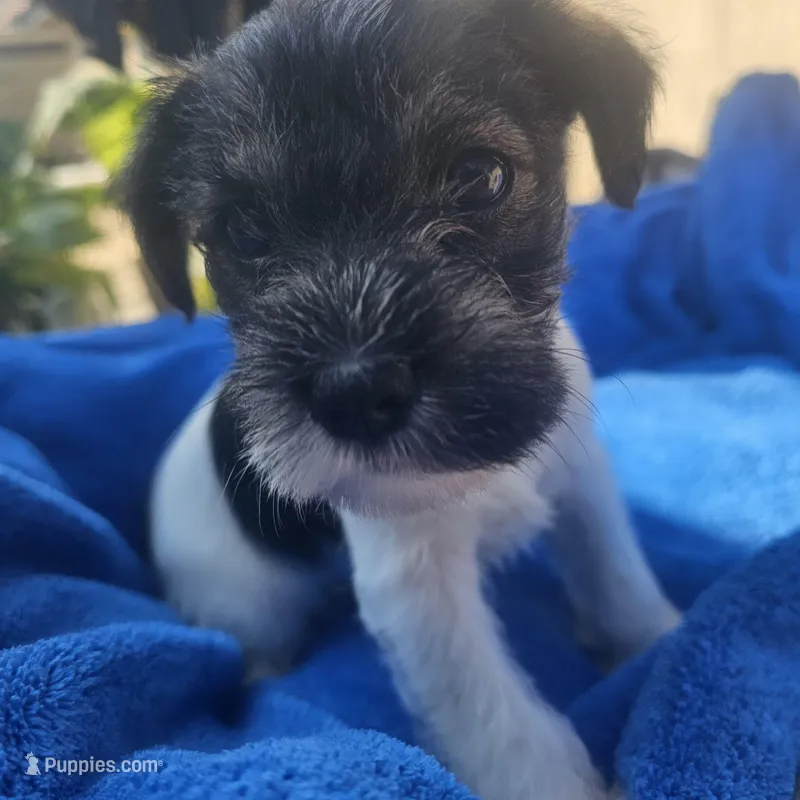 Female, a female Miniature Schnauzer for sale in Shafter, CA – Photo 1 of 5