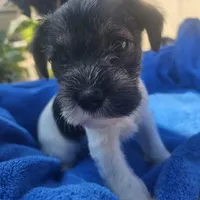 Female, a female Miniature Schnauzer for sale in Shafter, CA – Photo 1 of 5