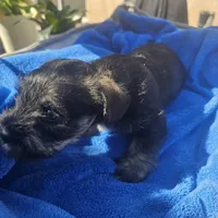 Female, a female Miniature Schnauzer for sale in Shafter, CA – Photo 4 of 5