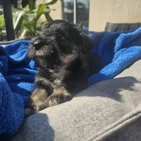 Female, a female Miniature Schnauzer for sale in Shafter, CA – Photo 2 of 5