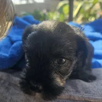 Female, a female Miniature Schnauzer for sale in Shafter, CA – Photo 5 of 5