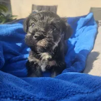 Female, a female Miniature Schnauzer for sale in Shafter, CA – Photo 1 of 5