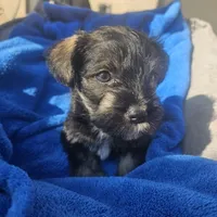Female, a female Miniature Schnauzer for sale in Shafter, CA – Photo 3 of 5
