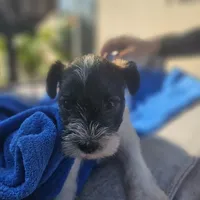 Female, a female Miniature Schnauzer for sale in Shafter, CA – Photo 2 of 6