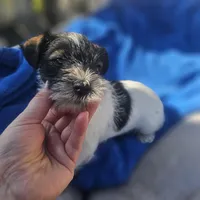 Female, a female Miniature Schnauzer for sale in Shafter, CA – Photo 6 of 6