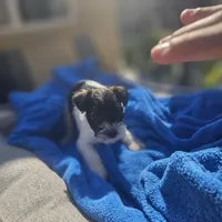 Female, a female Miniature Schnauzer for sale in Shafter, CA – Photo 3 of 6