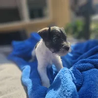 Female, a female Miniature Schnauzer for sale in Shafter, CA – Photo 4 of 6