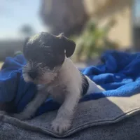 Female, a female Miniature Schnauzer for sale in Shafter, CA – Photo 5 of 6