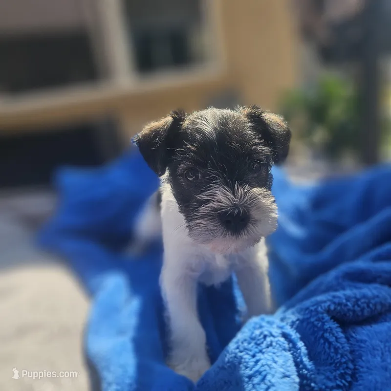 Female, a female Miniature Schnauzer for sale in Shafter, CA – Photo 1 of 6