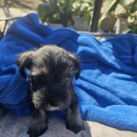 Male, a female Miniature Schnauzer for sale in Shafter, CA – Photo 2 of 5