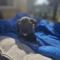 Male, a female Miniature Schnauzer for sale in Shafter, CA – Photo 5 of 5