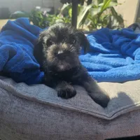 Male, a female Miniature Schnauzer for sale in Shafter, CA – Photo 3 of 5