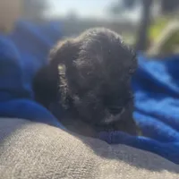 Male, a female Miniature Schnauzer for sale in Shafter, CA – Photo 4 of 5