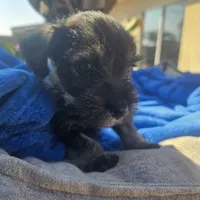 Male, a female Miniature Schnauzer for sale in Shafter, CA – Photo 1 of 5