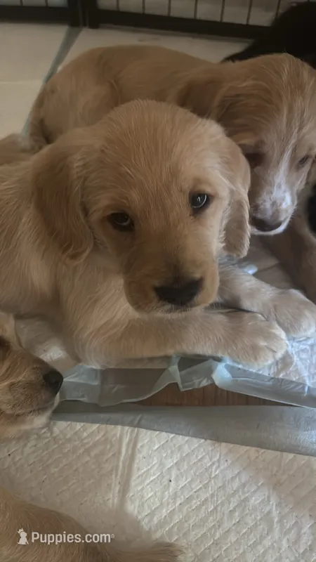 Chungus – Labrador Retriever, Australian Labradoodle puppy for sale in Pleasant Hill, CA
