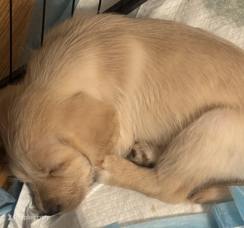 Bear – Labrador Retriever, Australian Labradoodle puppy for sale in Pleasant Hill, CA