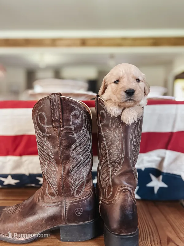 Liberty (Libby) - Yellow collar  – Golden Retriever puppy for sale in Statesboro, GA