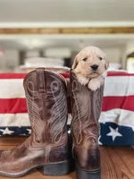 Liberty (Libby) - Yellow collar , a female Golden Retriever for sale in Statesboro, GA – 1 of 3