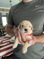 Sarge- Red collar, a male Golden Retriever for sale in Statesboro, GA – 2 of 3