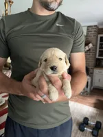 Liberty (Libby) - Yellow collar , a female Golden Retriever for sale in Statesboro, GA – 2 of 3