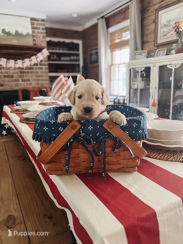 Scout- Brown collar – Golden Retriever puppy for sale in Statesboro, GA