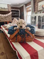 Scout- Brown collar, a male Golden Retriever for sale in Statesboro, GA – 1 of 3