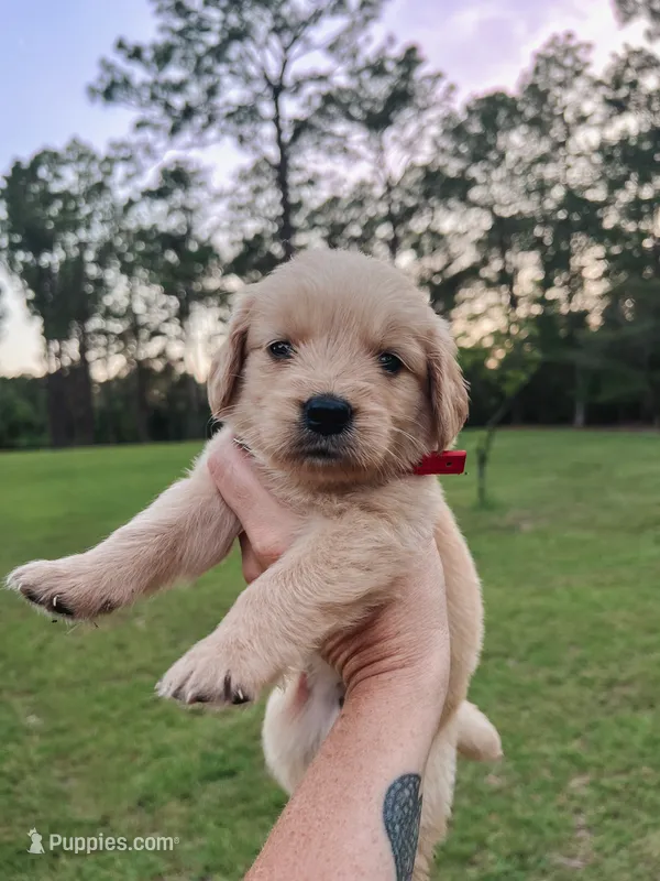 Sarge- Red collar – Golden Retriever puppy for sale in Statesboro, GA