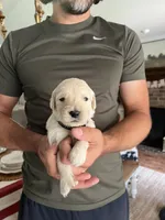 Bravo- Black collar , a male Golden Retriever for sale in Statesboro, GA – 2 of 3