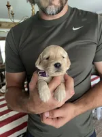 Mercy- Purple collar , a female Golden Retriever for sale in Statesboro, GA – 2 of 3