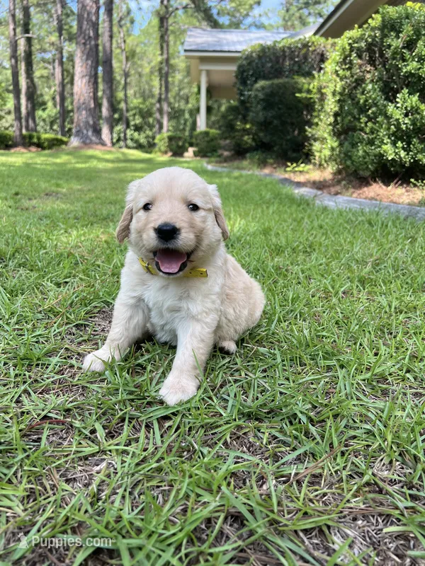 Liberty (Libby) - Yellow collar  – Golden Retriever puppy for sale in Statesboro, GA